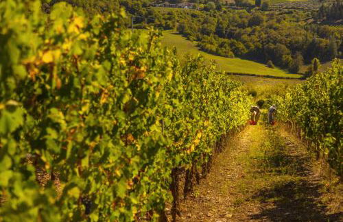 Castello di Volpaia - Foto 110