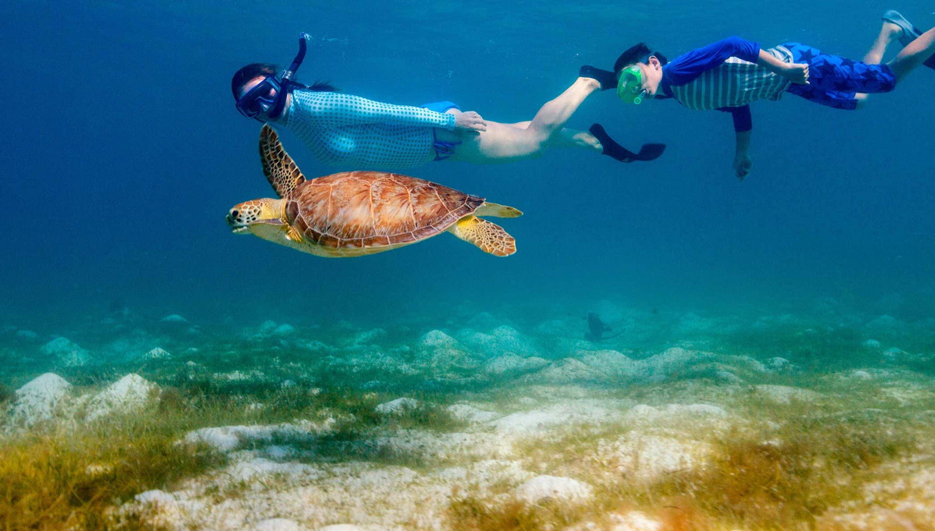 Snorkel con tortugas y mantarrayas