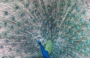 Ananda Multiverse Evolve 15' from the Botanical Garden - Foto 42