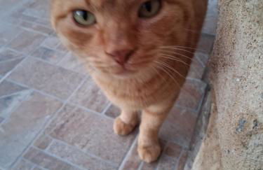 Πέτρινο σπίτι-Stone house Kostas - Foto 69