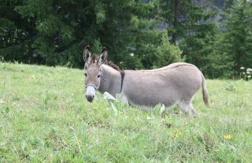 Le Cottage des Sybelles - Photo 20