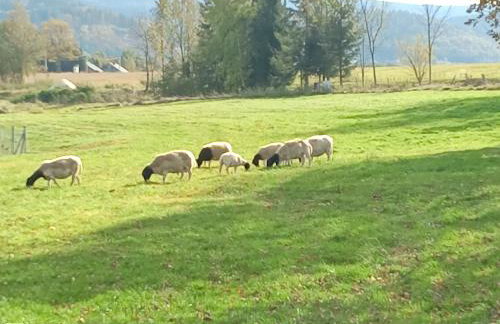 Agroturystyka nad potokiem - Foto 42