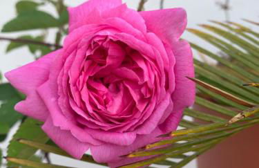 Magnifique vue sur la mer ... - Foto 65