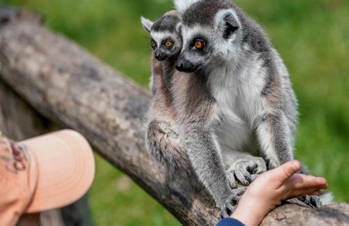 Luxuszelt im Serengeti Park - Photo 26