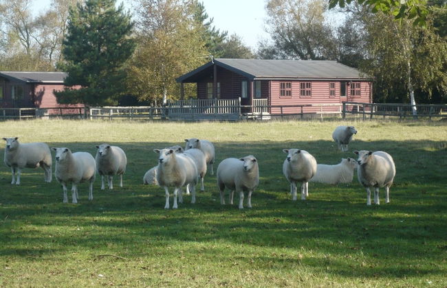 Cosy Pine Lodge With far Reaching Country Views and Large sun Deck - Photo 13