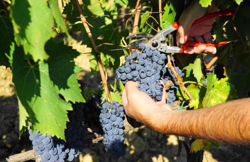 Fattoria Lornano Winery - Foto 158