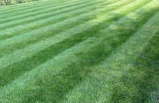 Woodland lodge, apartment - Foto 11