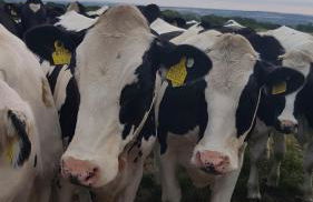 The Lazy Shepherd - Foto 13