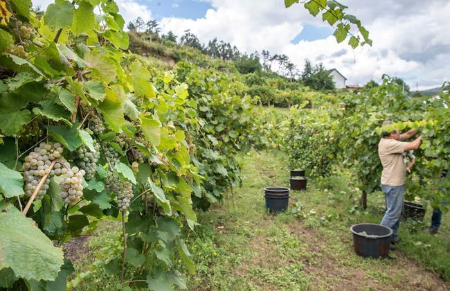 Casa da Cevidade - Foto 34