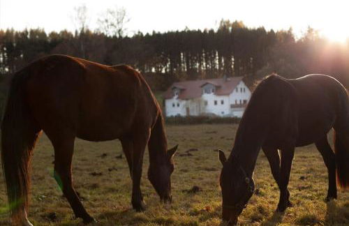 Wald-Apartment - Foto 15