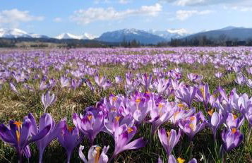 Tatra West Farm - Foto 41