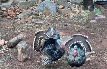 Pine Hills Cabin in Julian - Foto 40