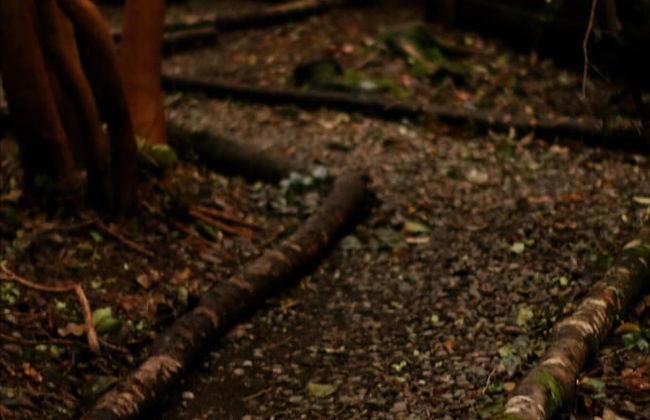 Cabañas Ensenada Bosque Nativo - Foto 51