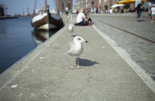 Cozy Bungalow in Stove Germany near Baltic Sea - Foto 71