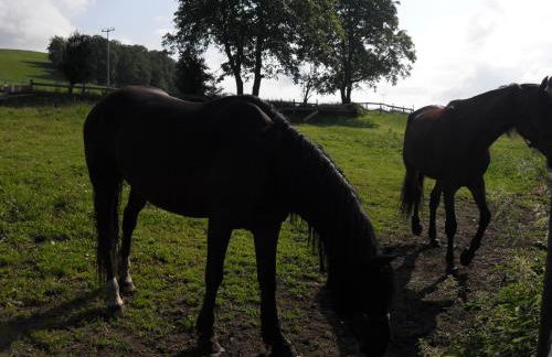 Hofstub´n - Foto 59