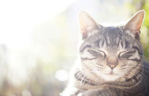 Residence Ciasa Giardun - Photo 56