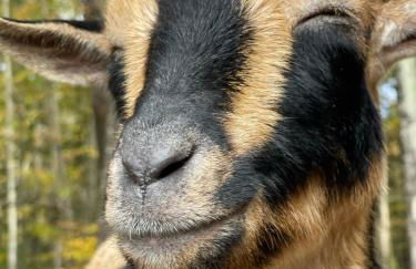 Catskills Aframe, Water View, Goat Sanctuary - Foto 30