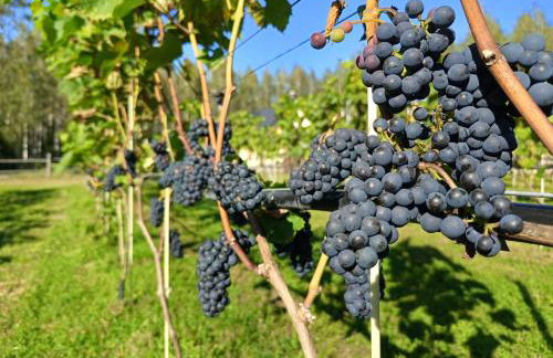 Winnica Sielskie Kresy - Foto 15