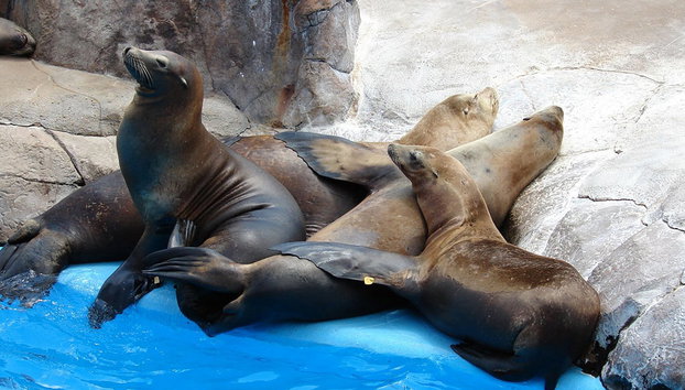 SeaWorld San Antonio - Foto 5