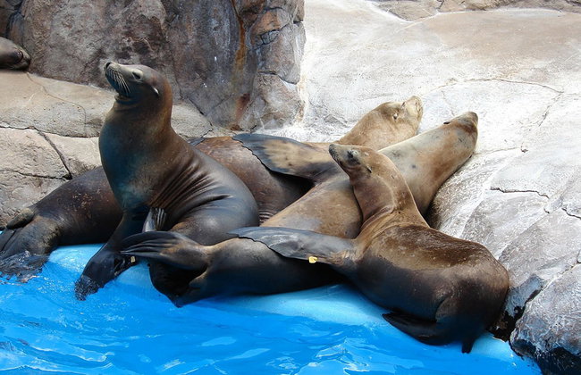 SEAWORLD SAN ANTONIO - Foto 8