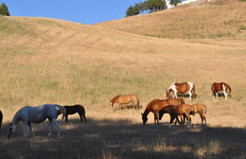 Masseria Straziuso - La Vaccariccia - Foto 25