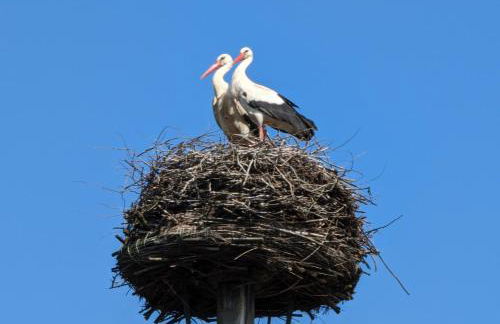 Storchennest mit eigenem Hof, Spielwiese und Terrasse - Foto 15