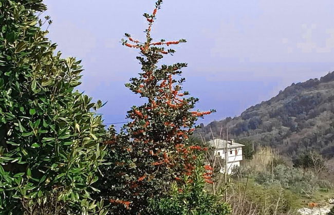 Anastasia s Cottage in Pelion - Foto 20