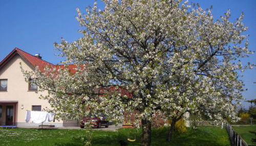 Ferienwohnung Gisela Kästner Stolpen - Foto 5, Garden