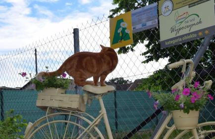 Apartamenty Pod Jesionem - Foto 48