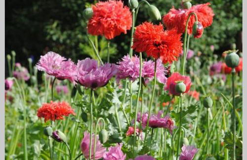 La casa di Chiara - Foto 10