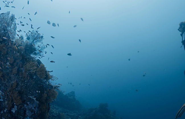 Scuba Diving in Bali - Photo 1