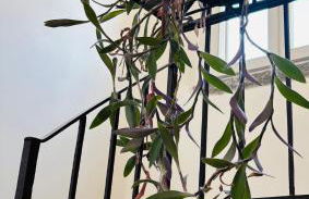 Casa Amata - Foto 18