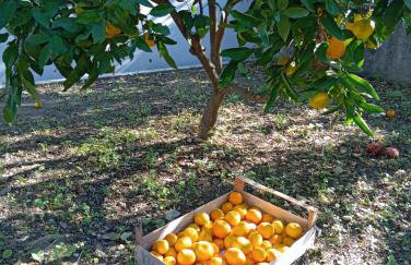 Villa Pero & Jele - Foto 44