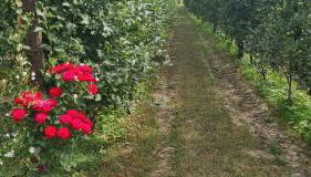 Agriturismo Podere Borgo Malnido - Foto 2