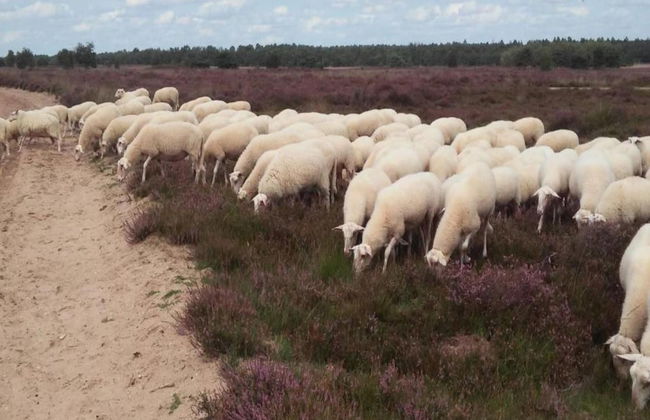 Terraced Home in Voorthuizen Near Veluwe - Foto 34