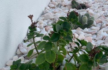 Torreira Vacation Homes - Sea House - Foto 9