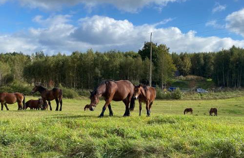 DOM NA KASZUBACH, SAUNA i BALIA - Foto 28