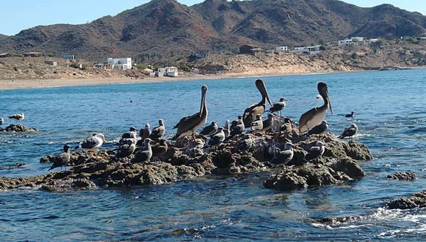Pellicani della spiaggia El Colorado