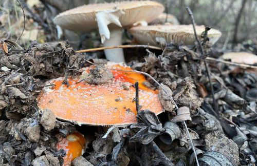 El Castañero Only Adults - Foto 15