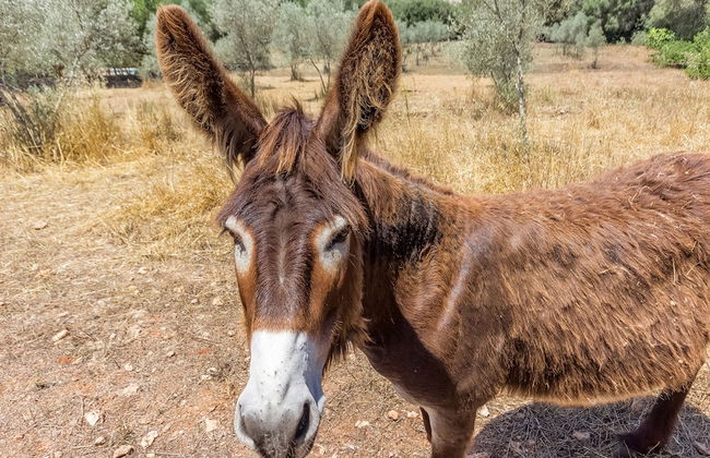 Can Pina - Adults Only Eco Arco - Photo 30