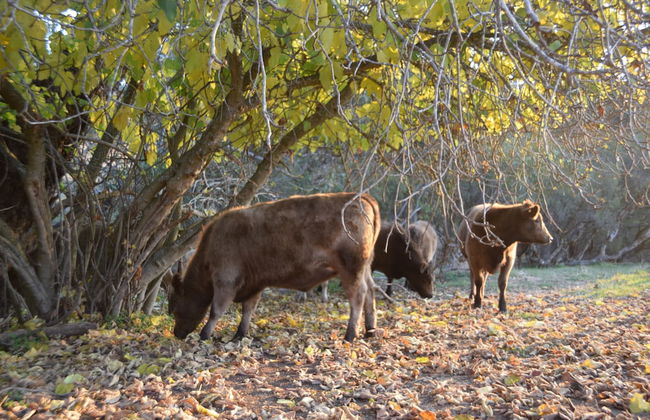Brockman Park Estate - Foto 43