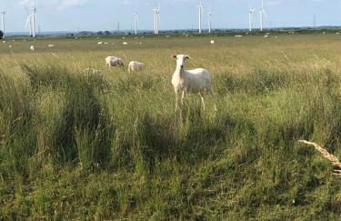 The Beach Huts - Camber Sands - Foto 53