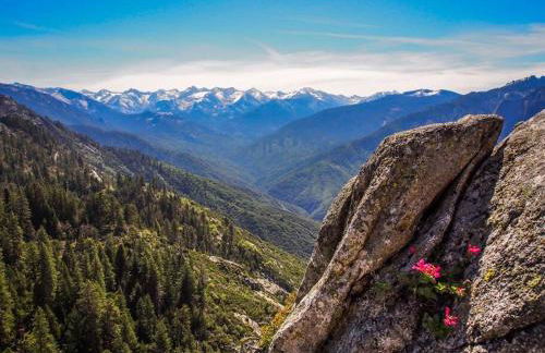 Sequoia Splendor, inside Kings Canyon NP by Visitors Center - Foto 67