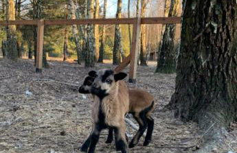 Zacisze Jurajskie - Foto 45