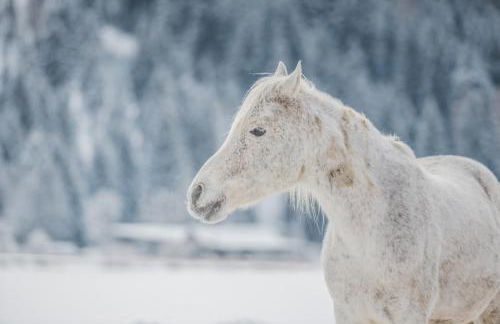 Pichlerhof - Foto 36