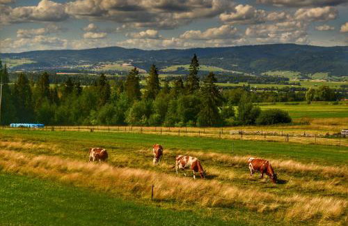 Domek u Zbyszka - Foto 13