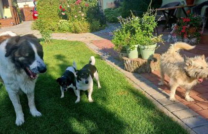 "Jabłonie i grusze" Nice home in a big garden with sauna and wifi - Foto 36