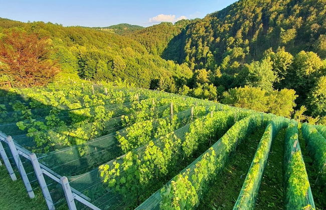 Vineyard cottage Matej - Foto 27