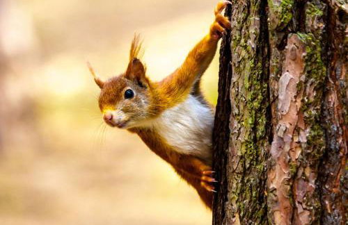 Dora Cottage - Foto 9