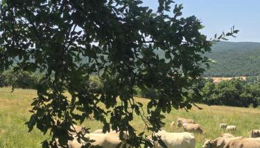 Complex Rural Can Caubet - Photo 5